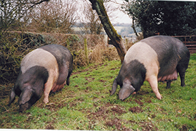 British Saddleback pig, conservation