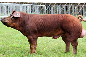 Duroc pig, breed standards
