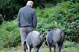 British Saddleback pedigree pig