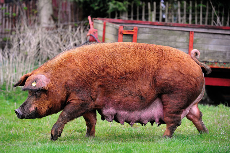 Duroc pedigree pig