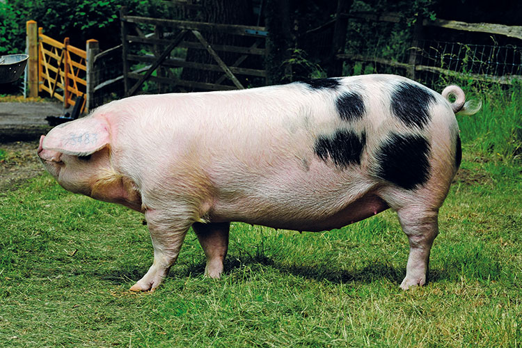 Gloucestershire Old Spot pedigree pig