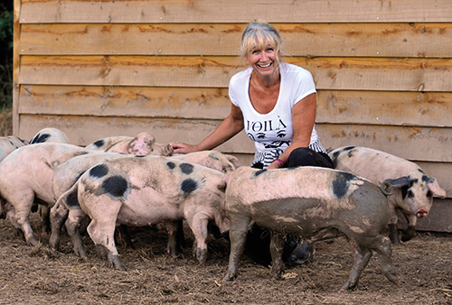 Gloucestershire Old Spots pedigree pig