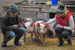 Hampshire pedigree pig
