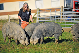 Large black pedigree pig