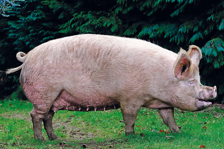 Large White pedigree pig
