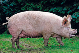 Large White pedigree pig