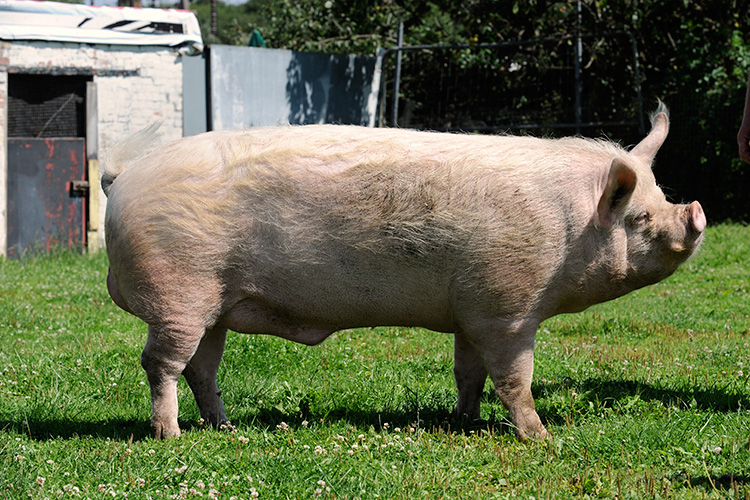 Middle White pedigree pig