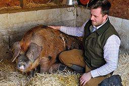 Oxford Sandy and Black pedigree pig