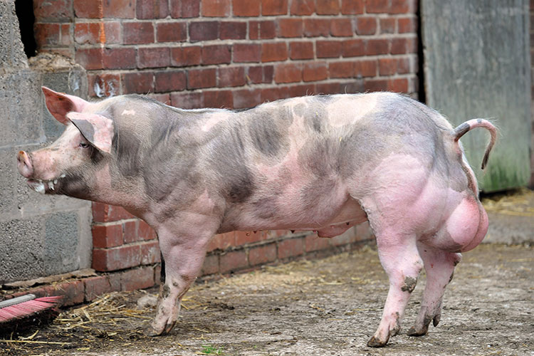 Pietrain pedigree pig