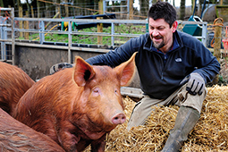 Tamworth pedigree pig