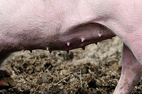 Welsh pig, breed standards