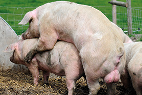 welsh pig, conservation