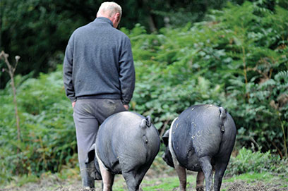 British Saddleback - Living the dream