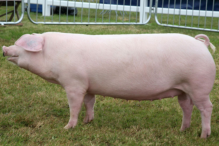 British Landrace pedigree pig