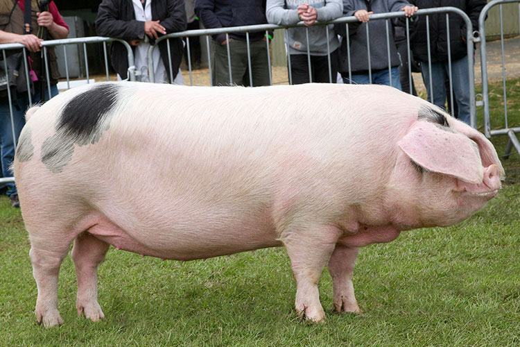 Gloucestershire Old Spots pedigree pig