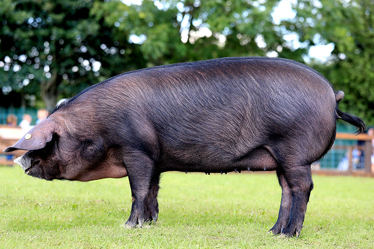 Large black pedigree pig