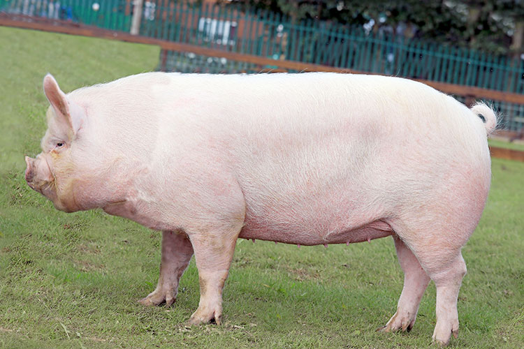 Middle White pedigree pig
