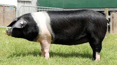 British Saddleback pedigree pig