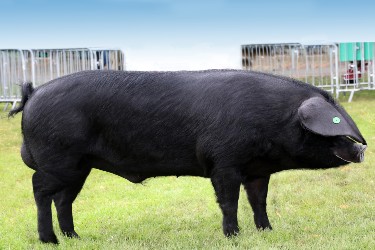 Large black pedigree pig