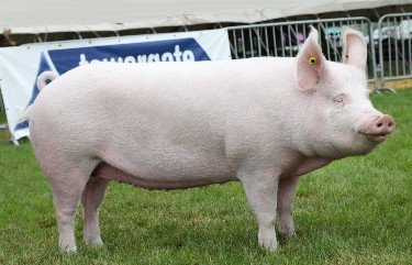 Large White pedigree pig