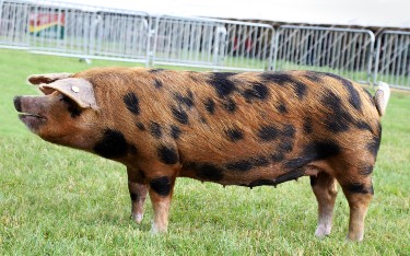Oxford Sandy and Black pedigree pig
