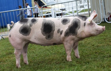 Pietrain pedigree pig