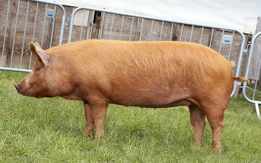 Tamworth pedigree pig