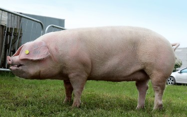 Welsh pedigree pig