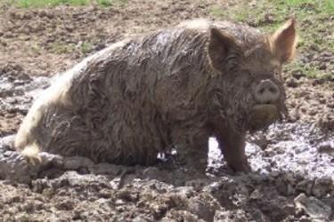 Middle White pigs