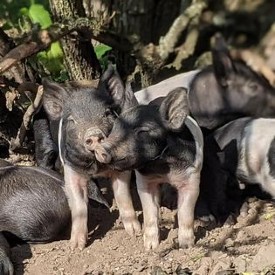 Berkshire pig