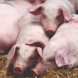 Berkshire pig