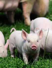 Berkshire pig