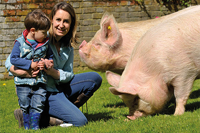 Middle white pig -  Manageable delight!
