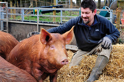 Tamworth pigs - Challenging times
